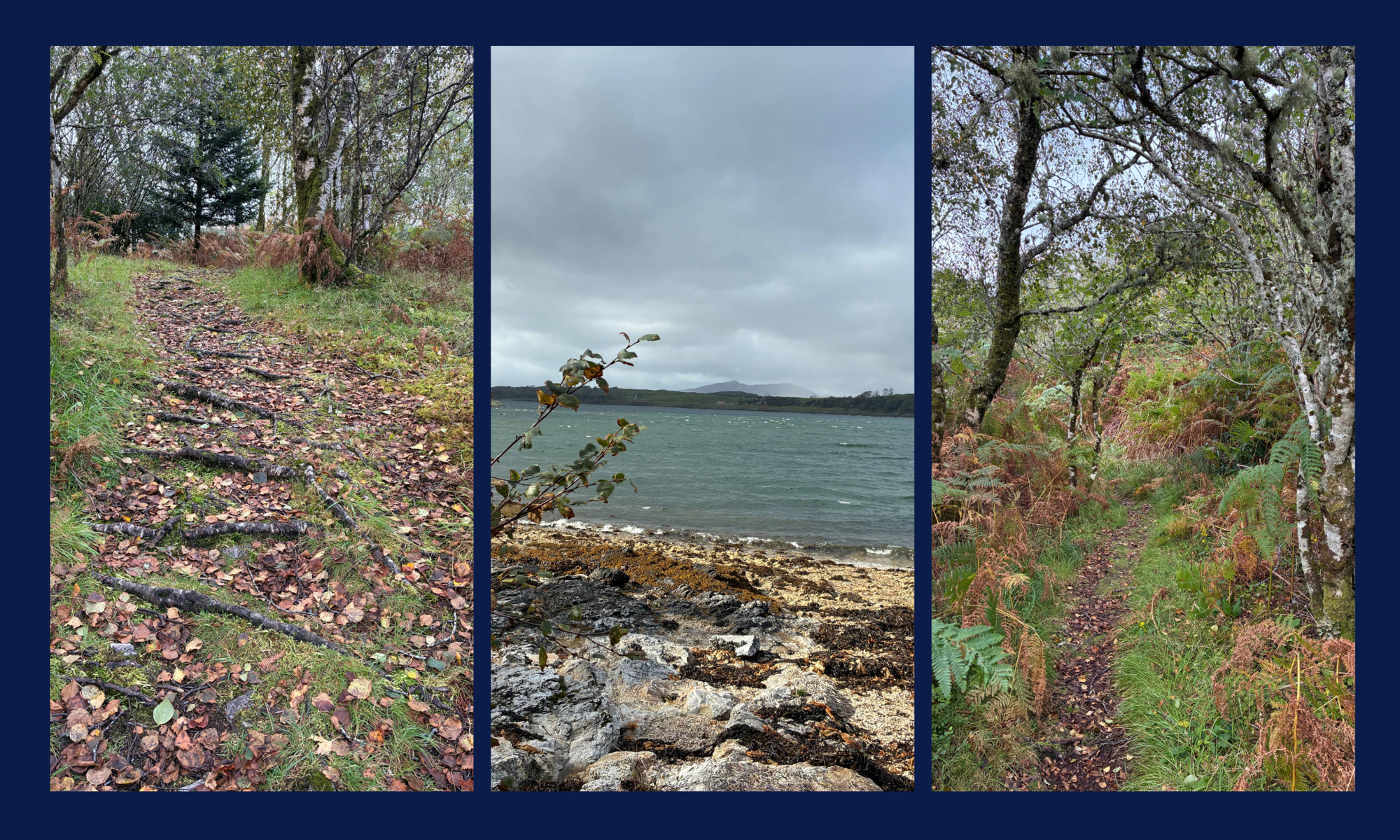 Three photos show roots growing across a woodland path, a rocky bay and a leafy woodland path leading through fern.