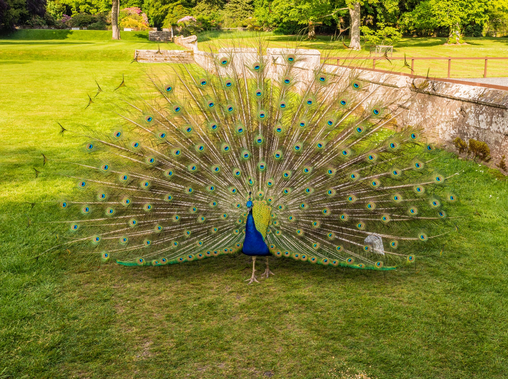 A peacock displays its fabulous feathers on a lawn.