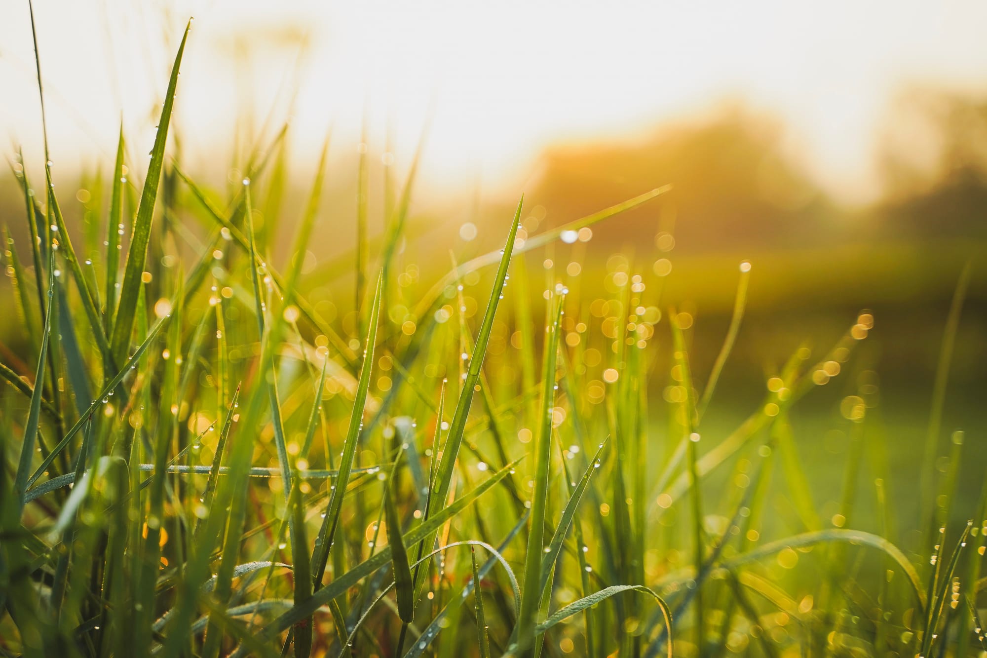 Long blades of grass covered in morning dew.