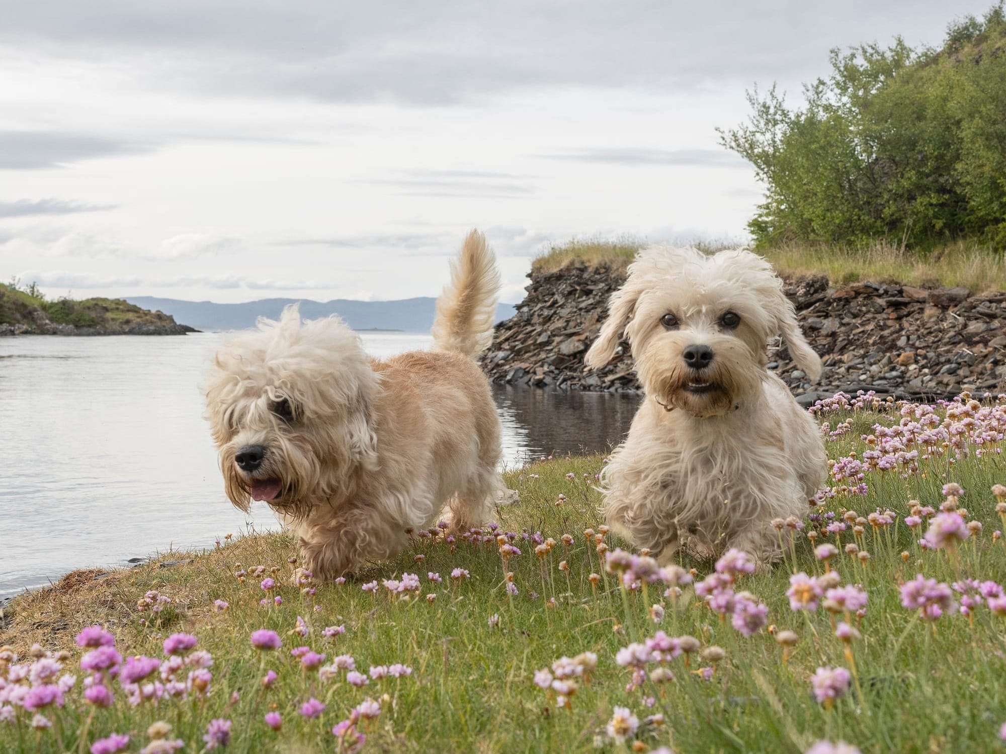 Dandie Dinmont Terriers.