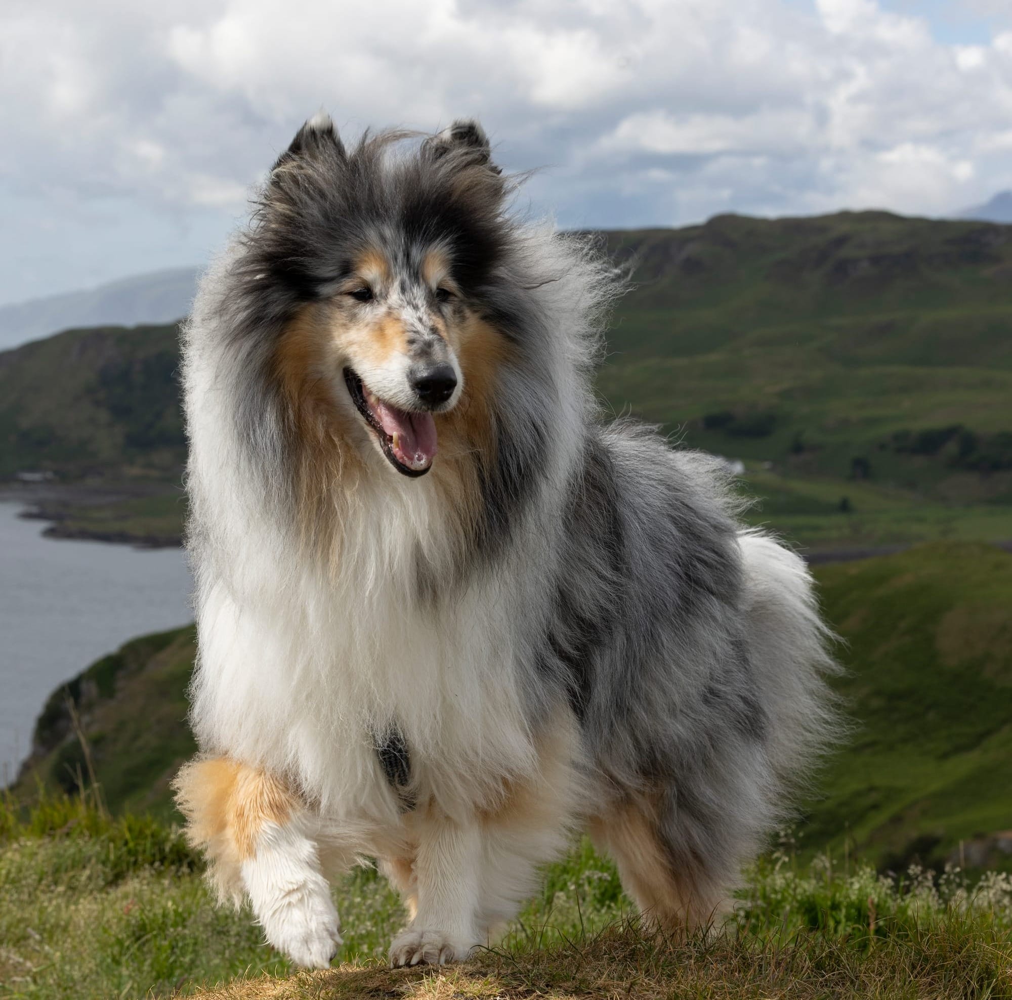 A Rough Collie.