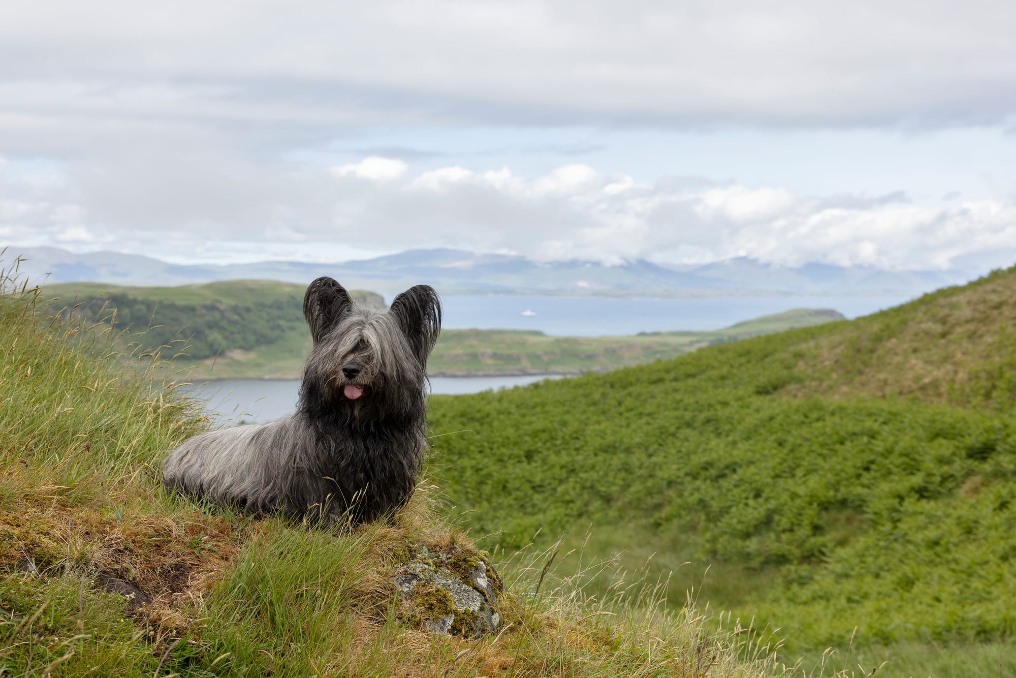 A Skye Terrier, one of the Scottish breeds classed as "vulnerable" by The Kennel Club.