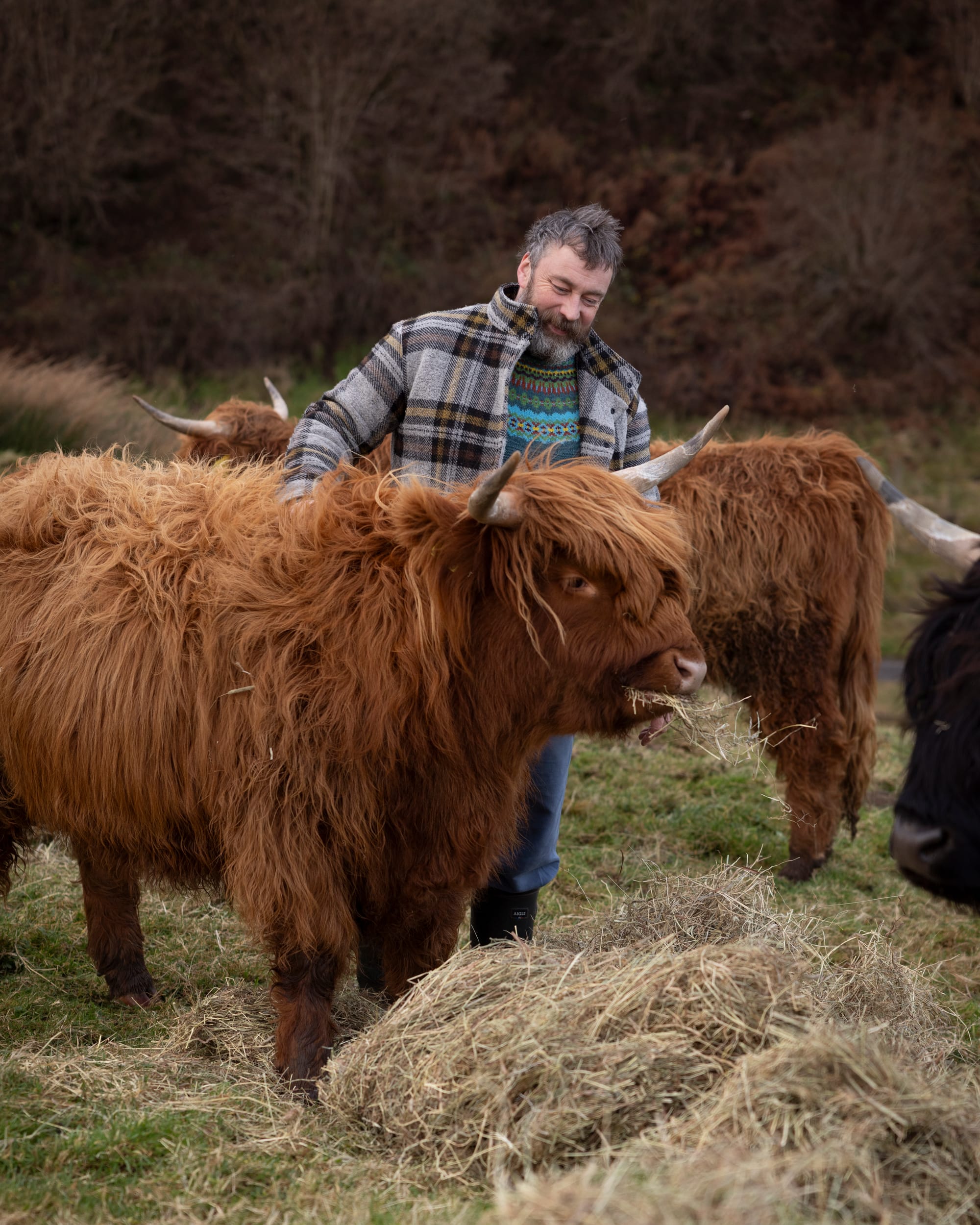 Highland cows with Coinneach Macleod (the Hebridean Baker) on his west coast croft near Oban.