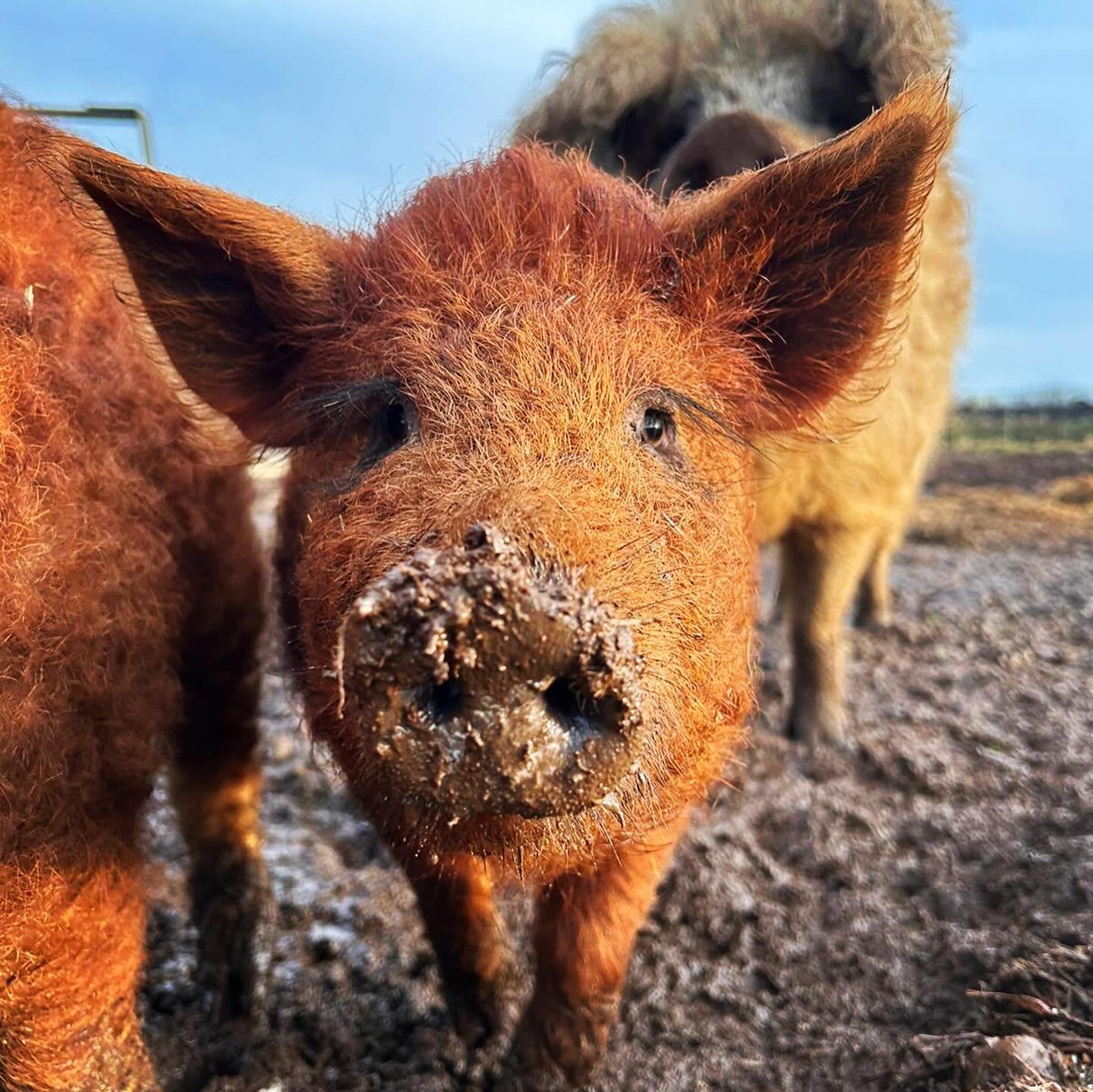 A fluffy Red Mangalitsa pig with a muddy nose gets up close to the camera at Farm Ness