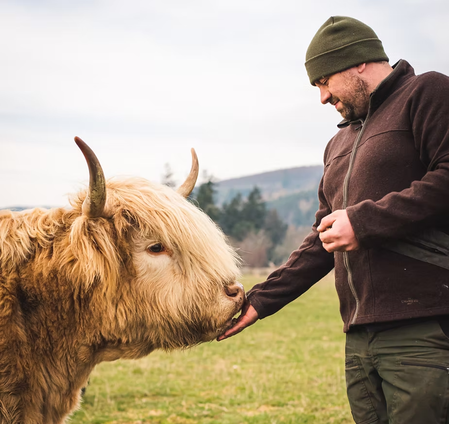 A man hand feeds a blonde/ginger Highland cow at Farm Ness