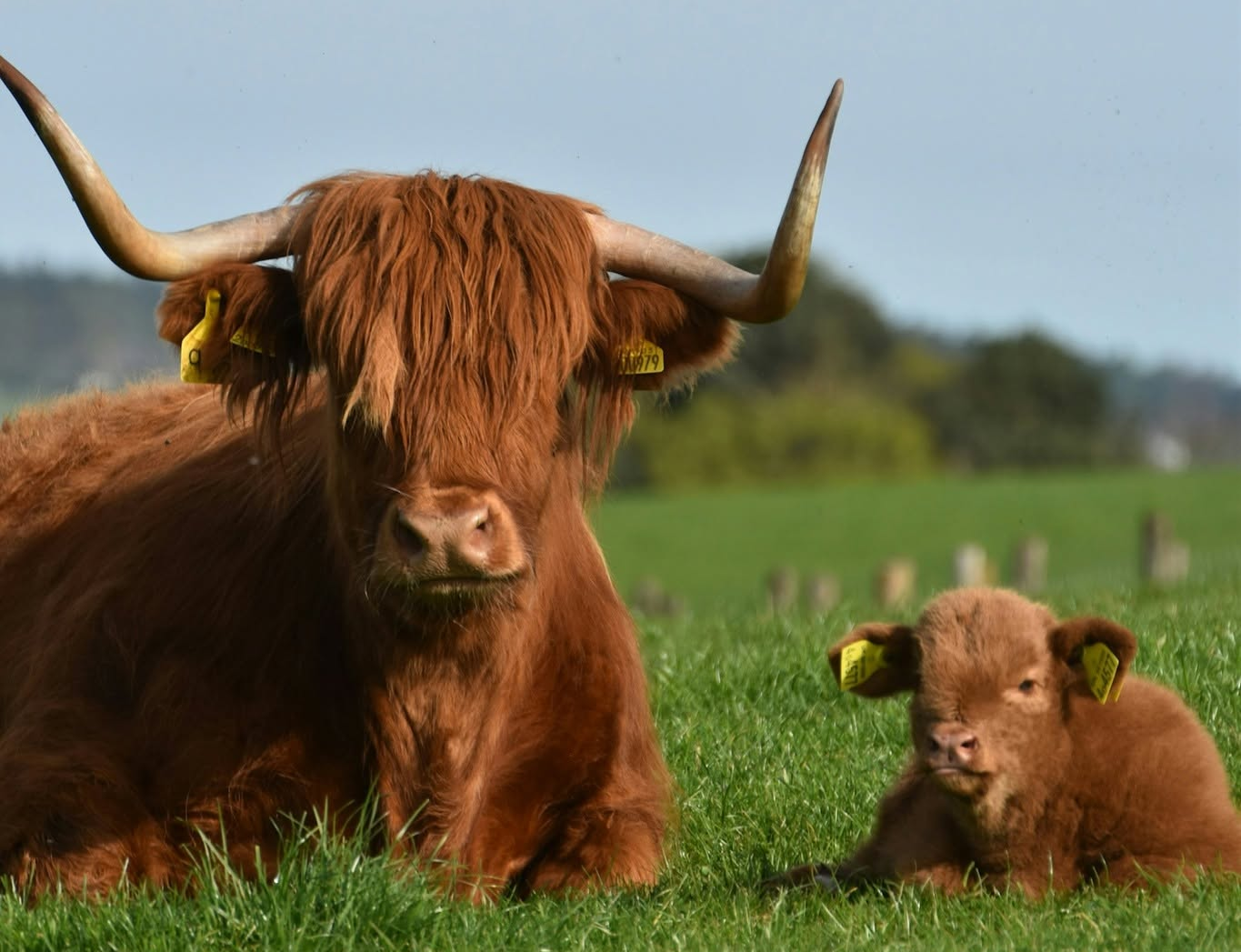 SEO-friendly alt text:  A shaggy ginger Highland cow with long curved horns rests beside her fluffy brown calf at Jacksons of Jedburgh in the Scottish Borders.