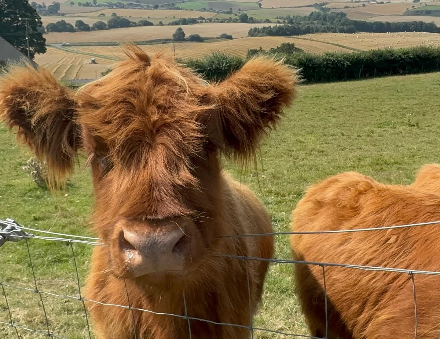 A fluffy eared young ginger Highland cow on the farm at Lindores in Fife