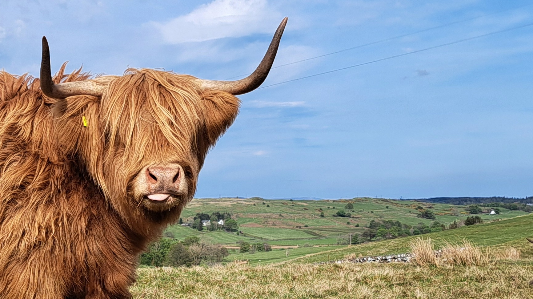 A shaggy ginger Highland cow with long horns and its tongue sticking out at Kilmacolm Farm