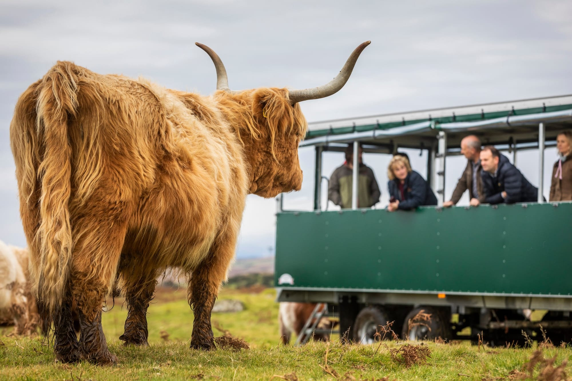 A ginger Highland cow watches visitors in a trailer taking part in a Highland Cow Tour at Kitchen Coos & Ewes