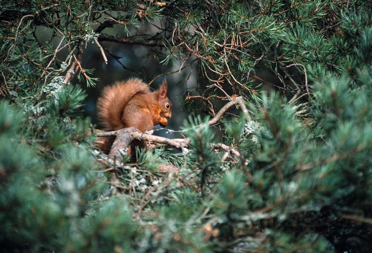 A fluffy little red squirrel sitting in a pine tree.