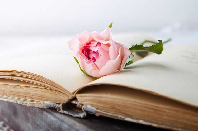 A rose lying on the pages of an open book which looks aged.