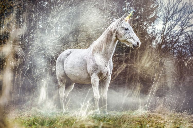 Scotland's unicorn: the strange history behind a mythical national animal