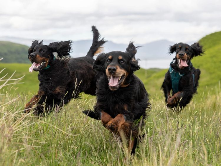 Three Gordon Setter running through high grass.