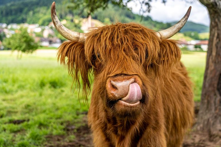 Ginger Highland cow with shaggy ginger coat and large horns in the Scottish countryside.