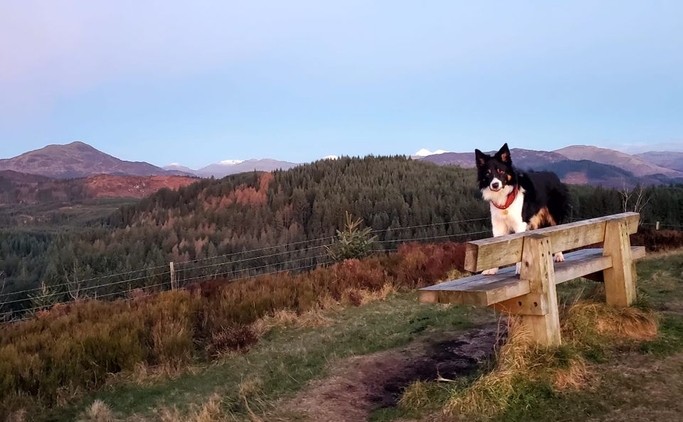 A collie dog stands on a bench looking at the camera with a stunning view in the background of hills and forest.