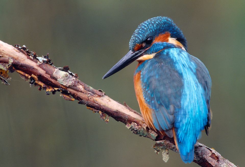 A bright blue kingfisher with an orange breast sits in a branch.