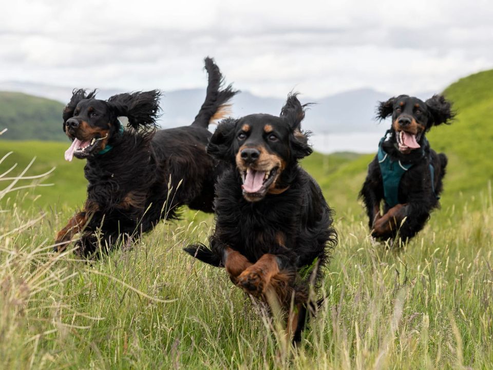 Three Gordon Setter running through high grass.