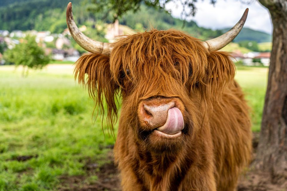 Ginger Highland cow with shaggy ginger coat and large horns in the Scottish countryside.