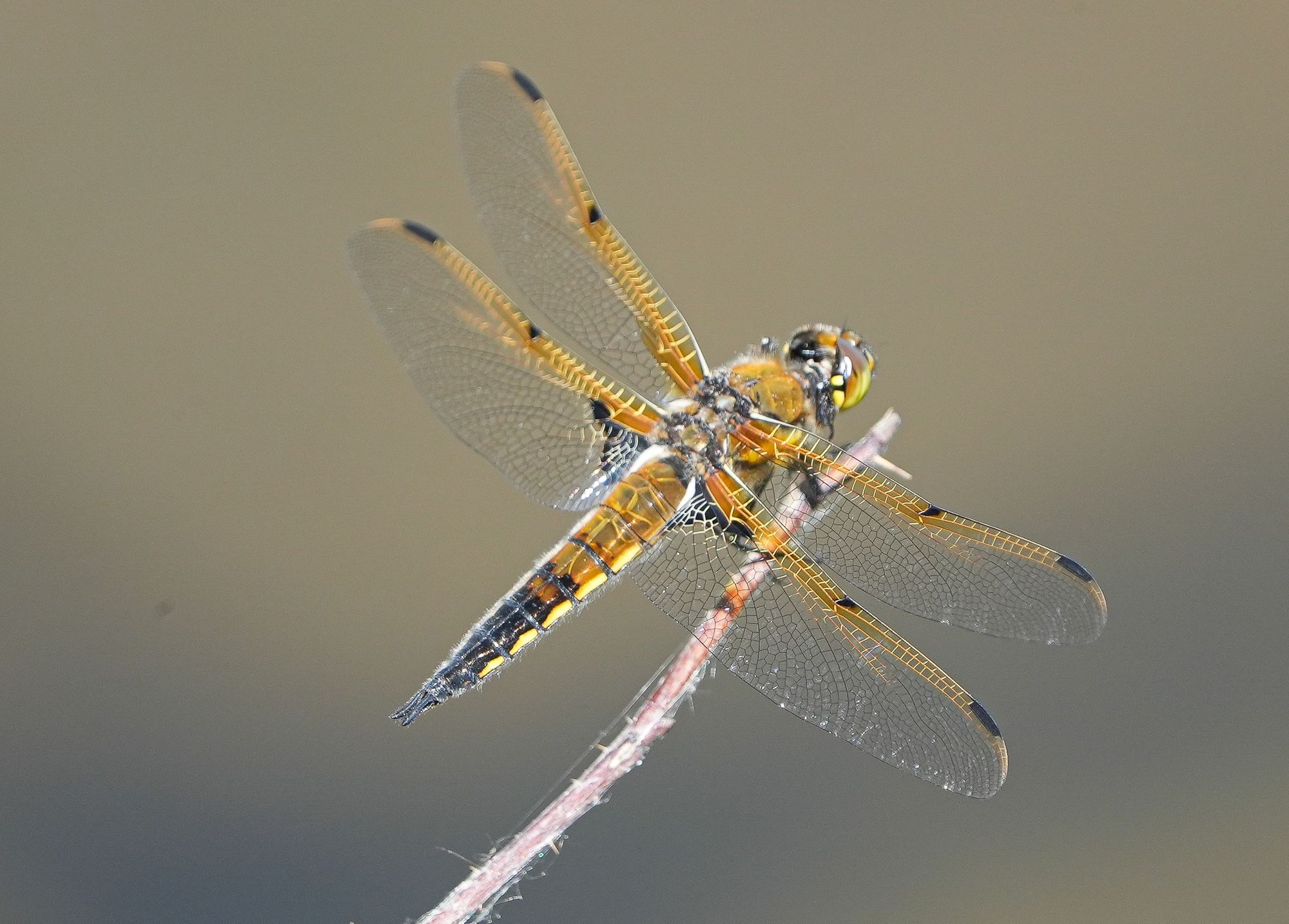 dragonfly