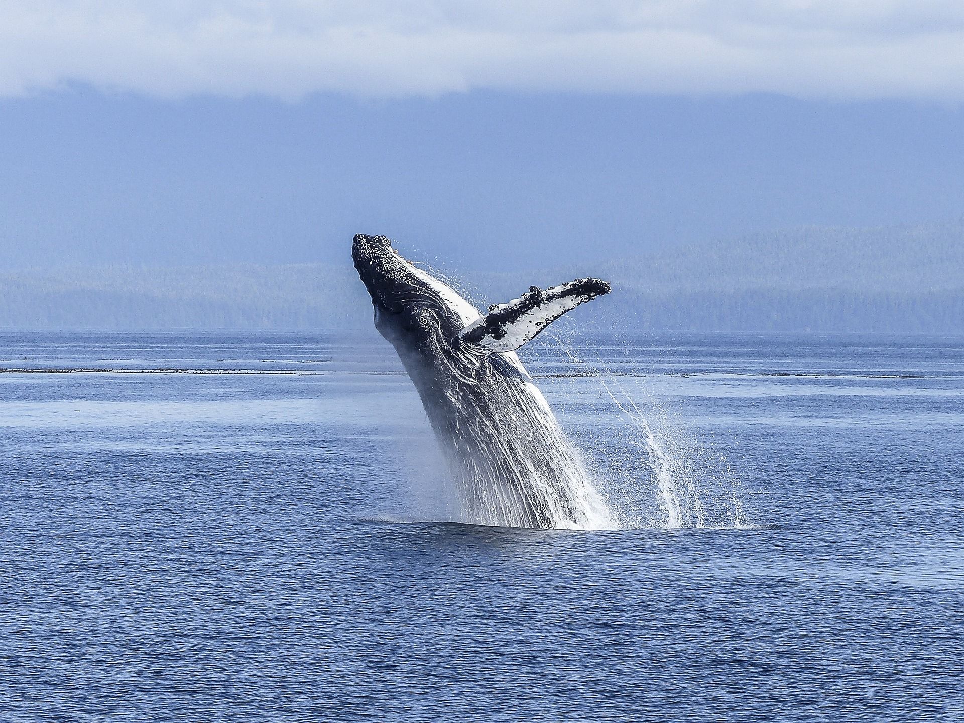 breaching whale