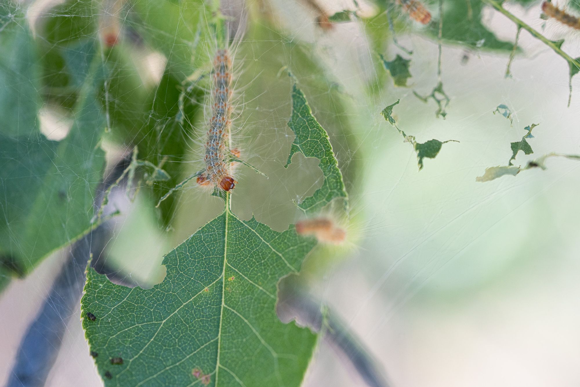 tent caterpillars