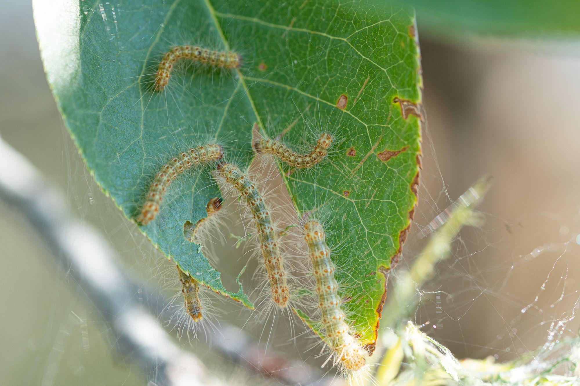 tent caterpillars