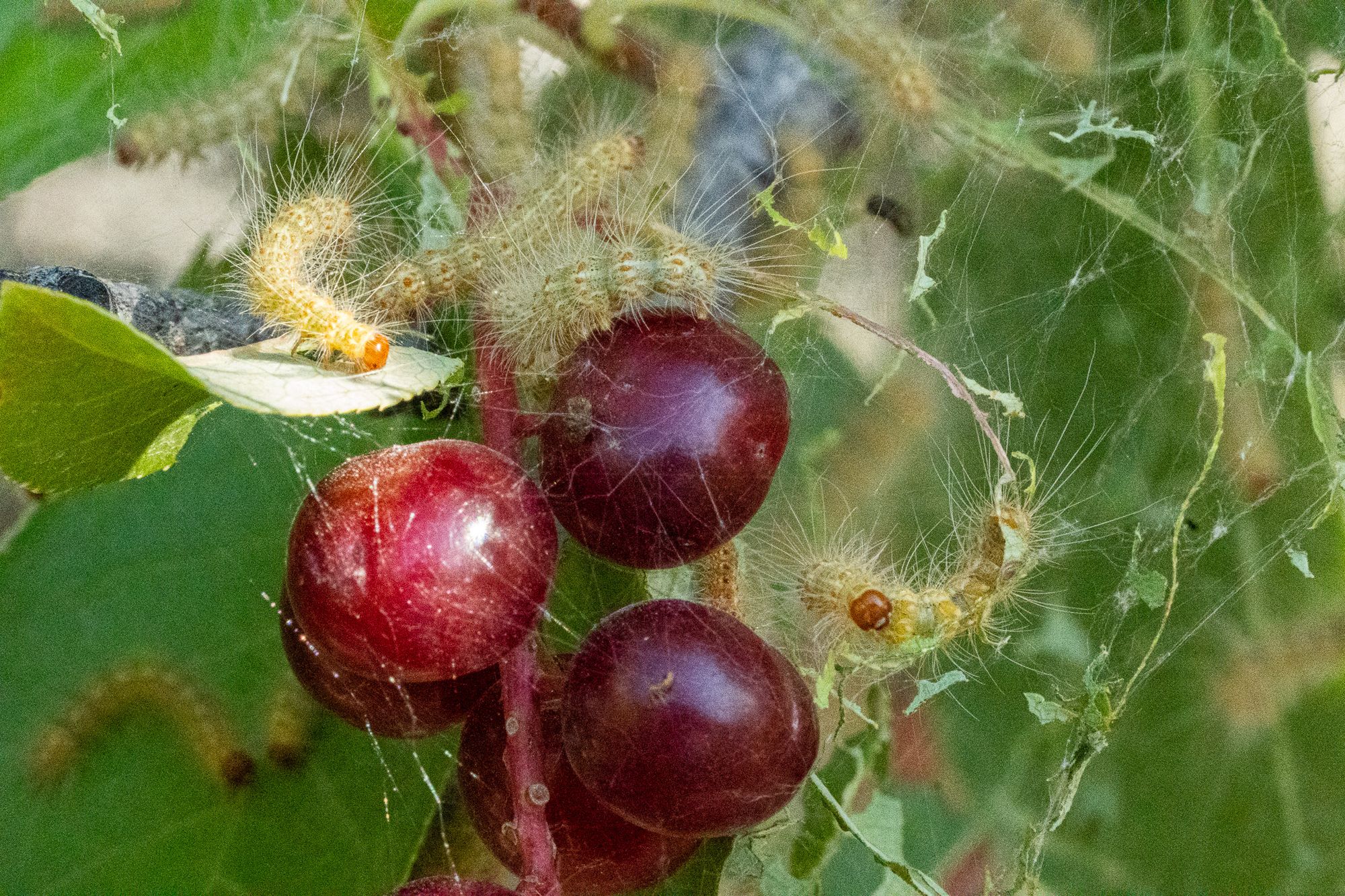 tent caterpillars