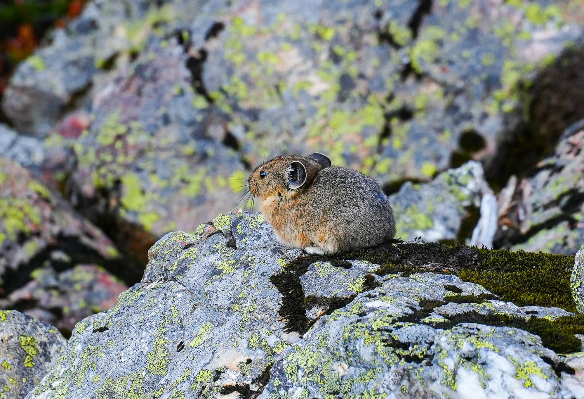 pika