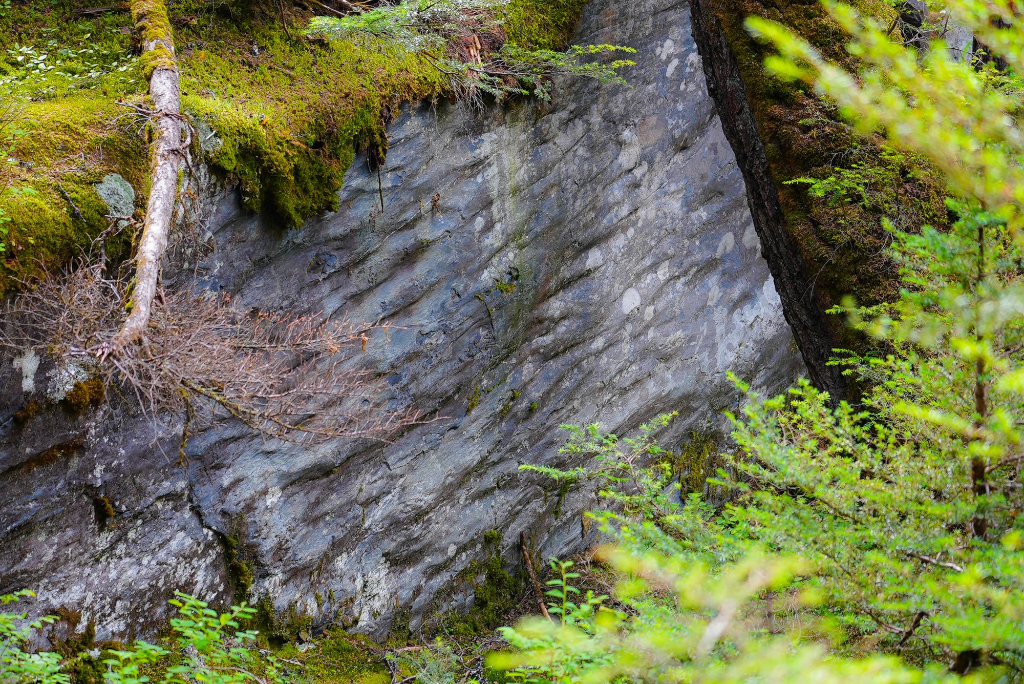 temperate rainforest