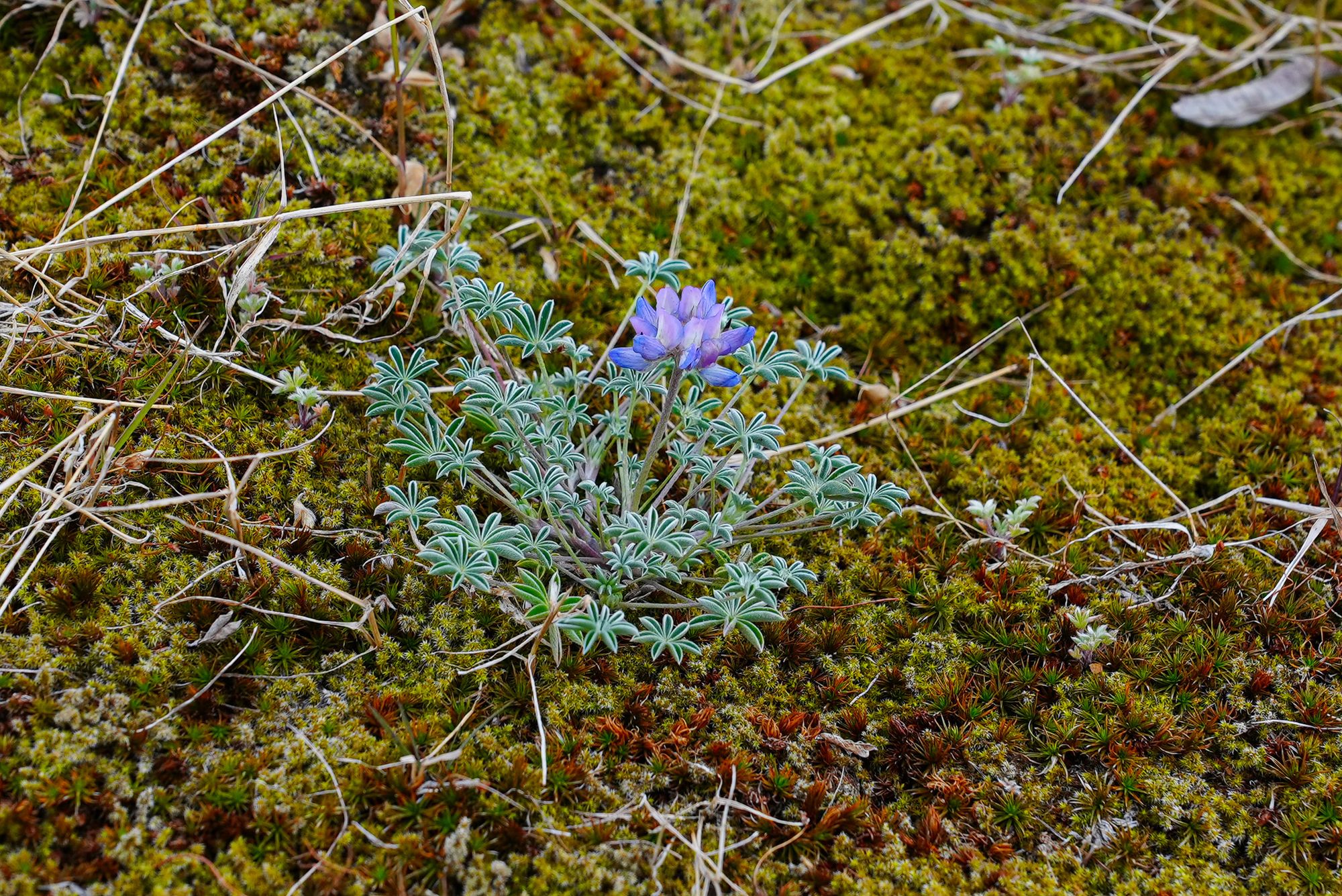prairie lupine