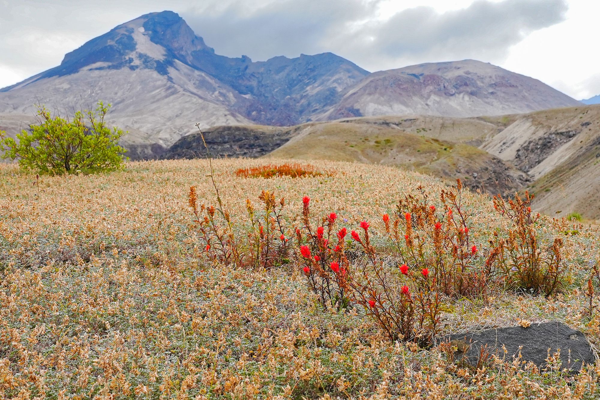 paintbrush flowers at Mount St. Helesn