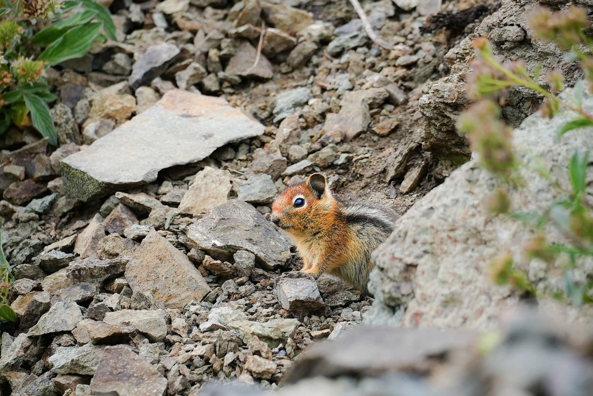 golden-mantled ground squirrel