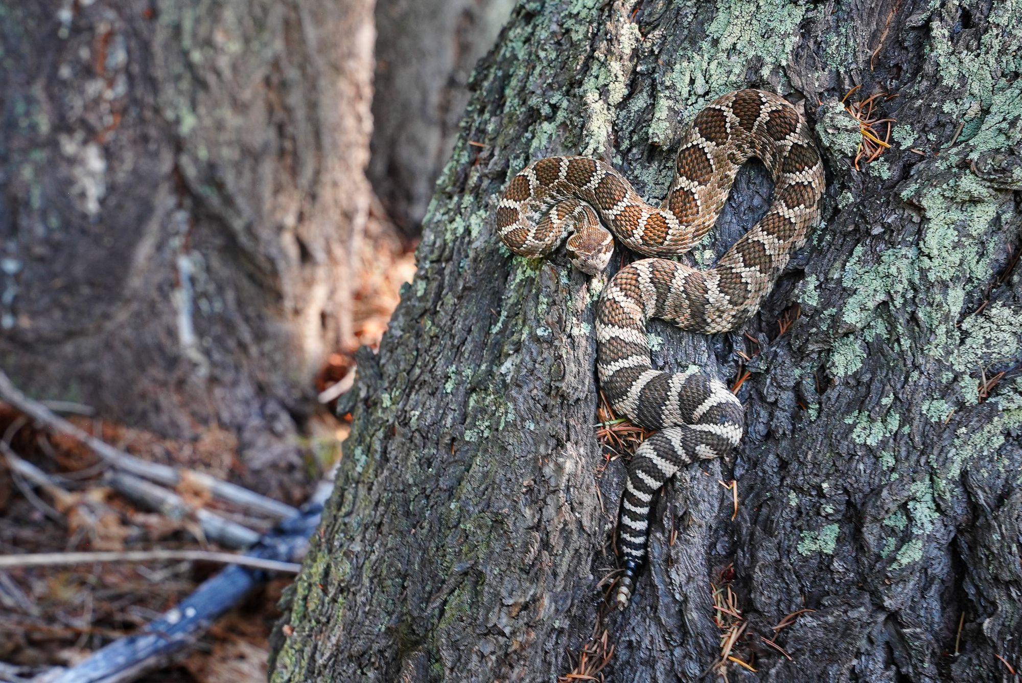 rattlesnake