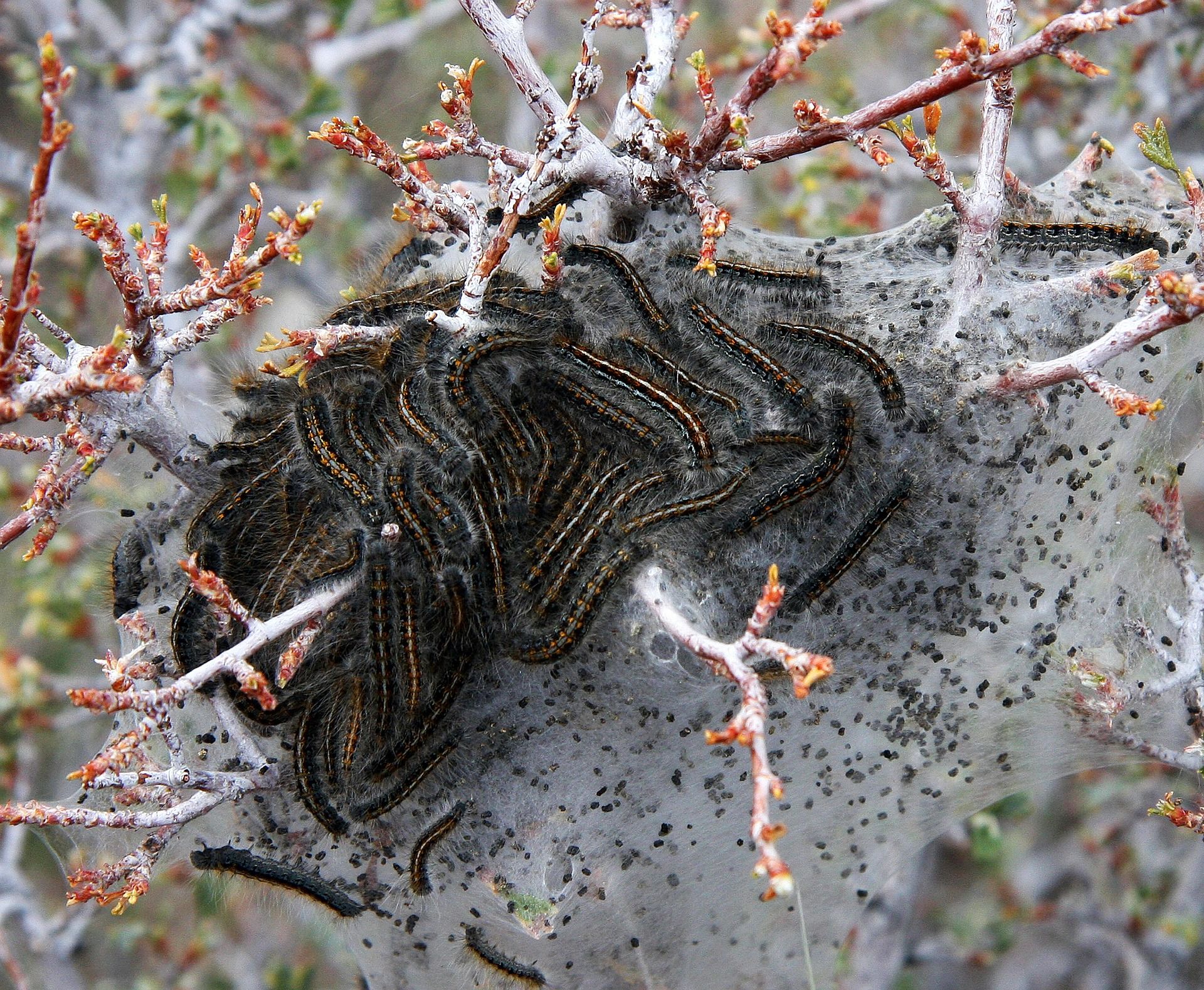 tent caterpillars