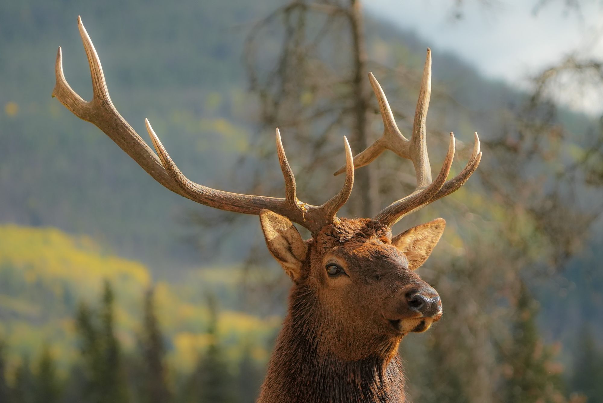 Rocky Mountain elk