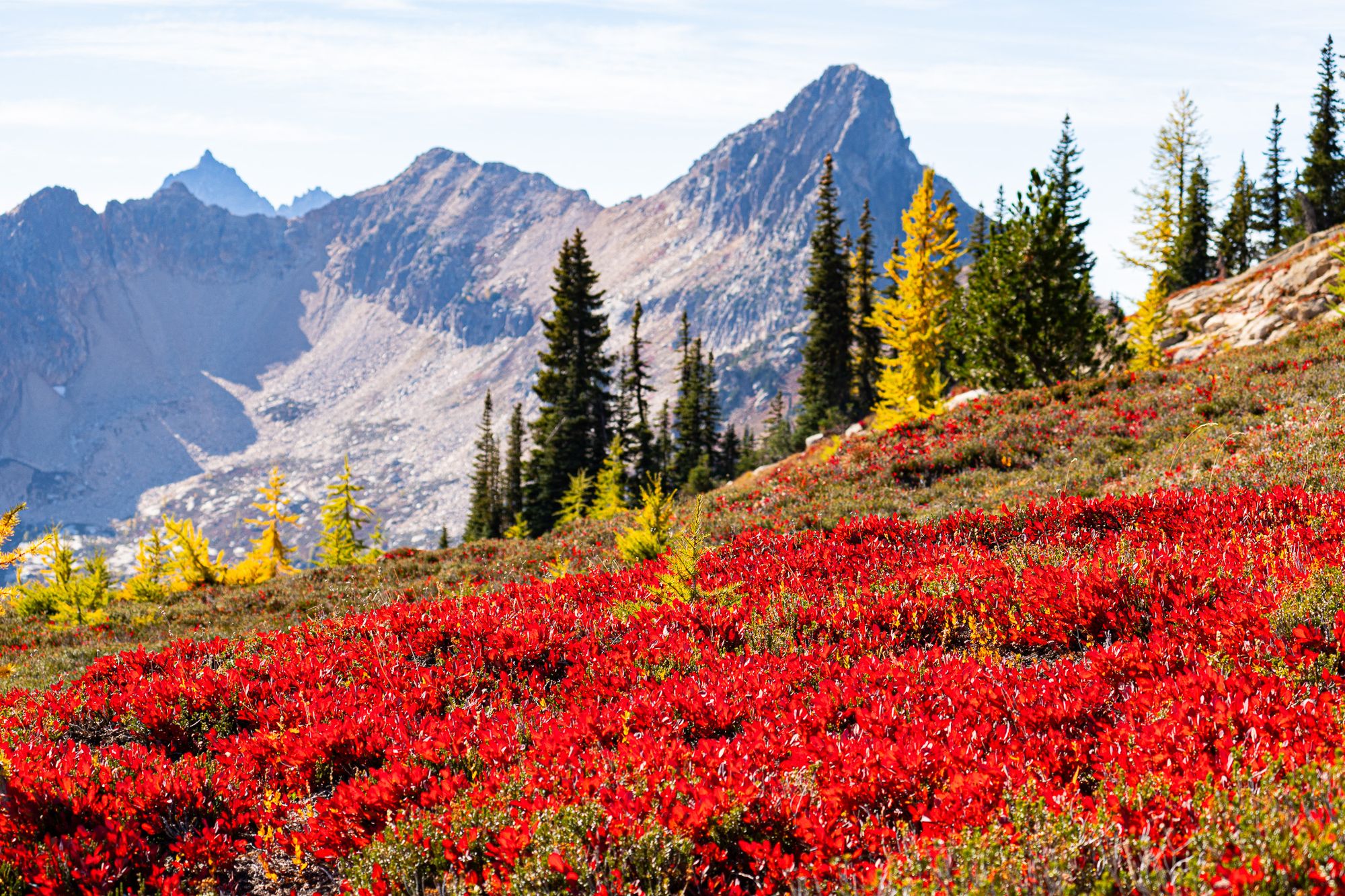 huckleberry fall colors