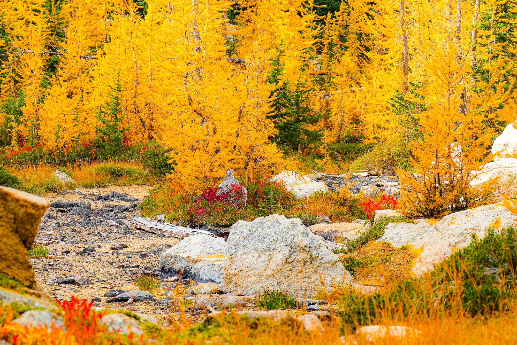 larches turning colors
