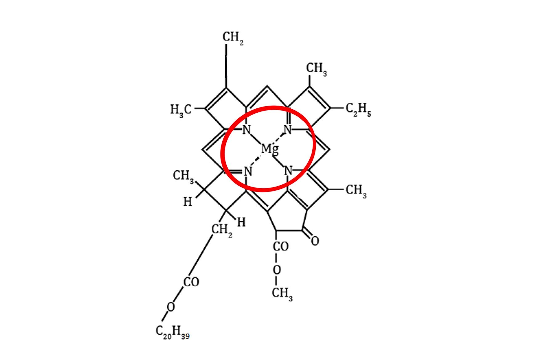 Chlorophyll structure