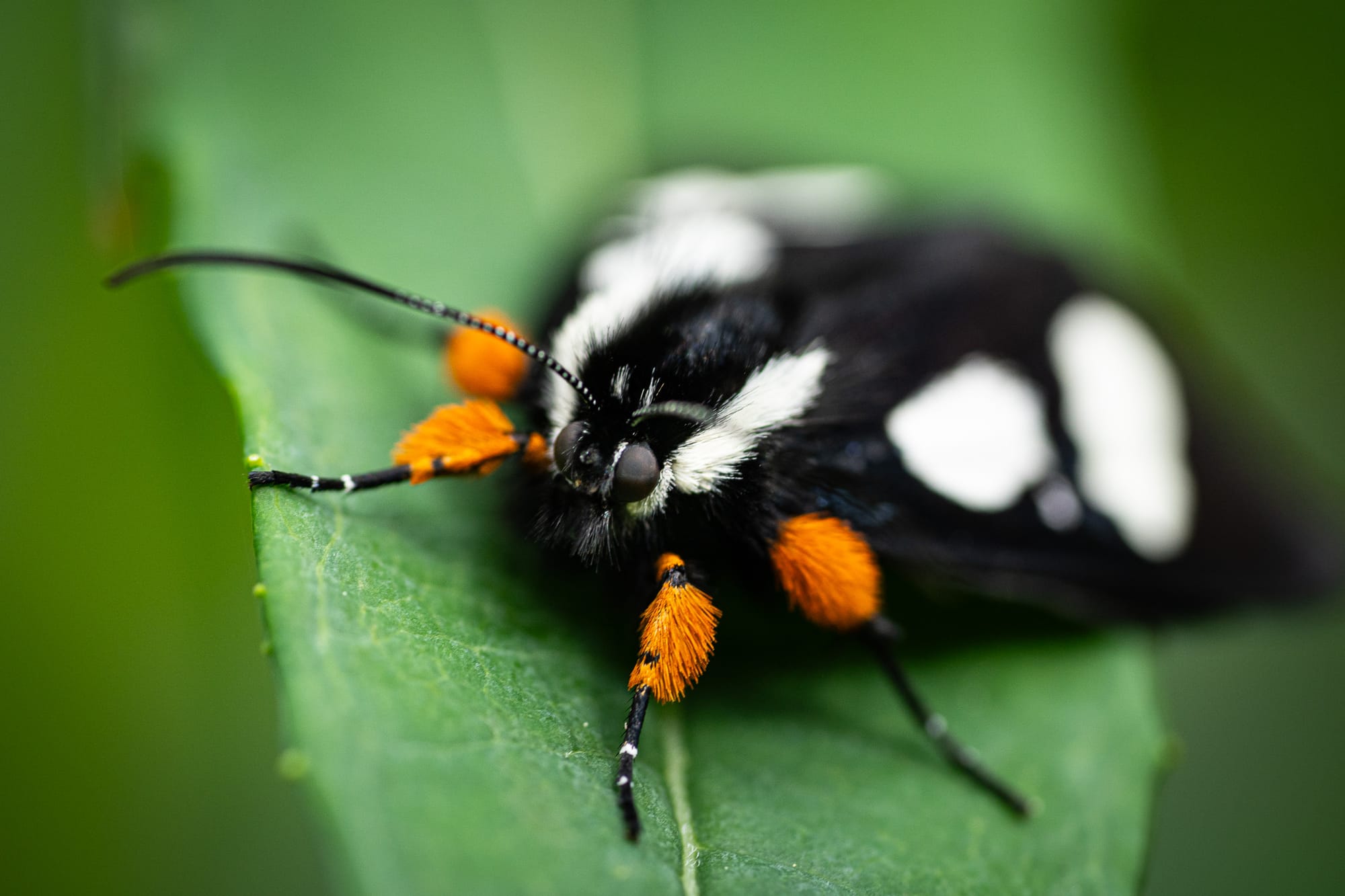 moth