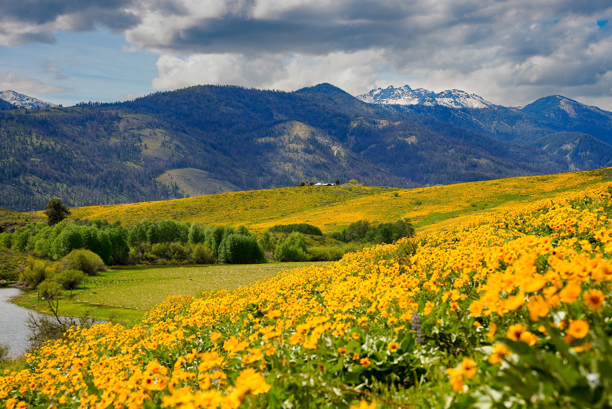 fields of flowers