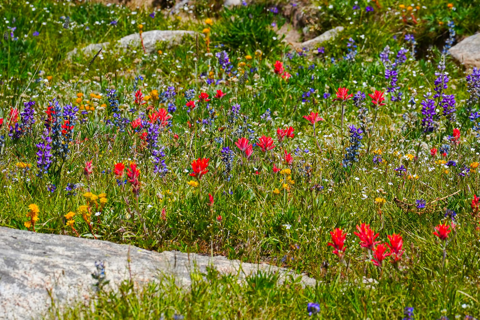 wildflowers