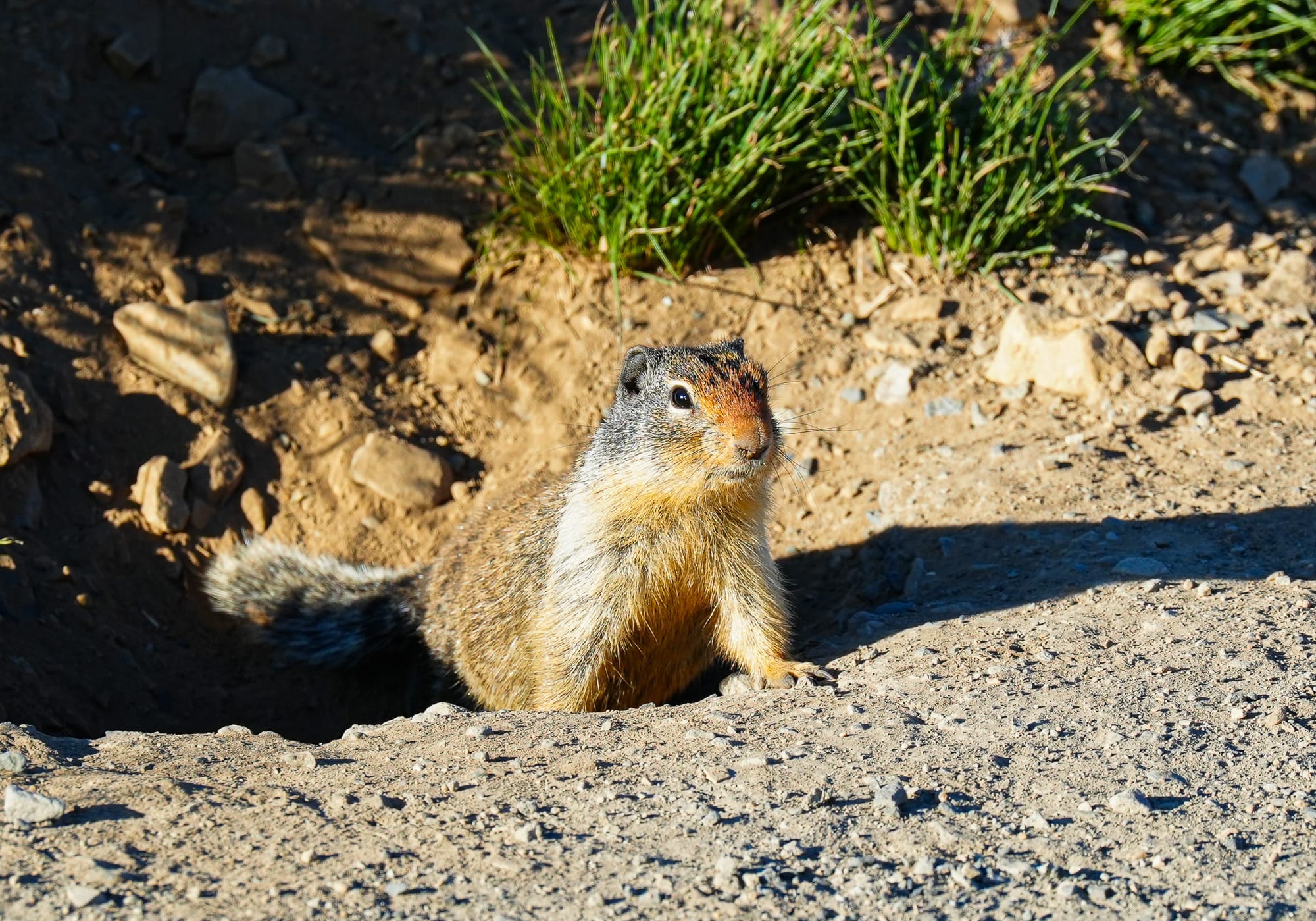 ground squirrel