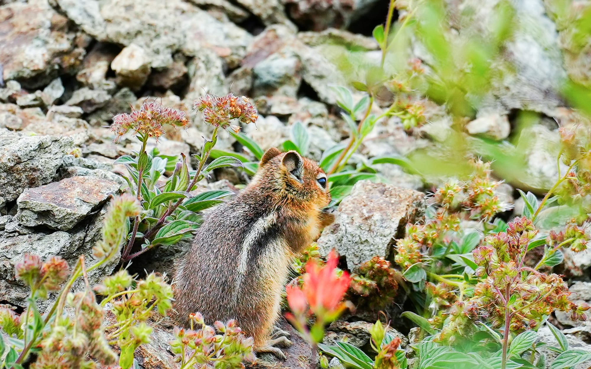 ground squirrel