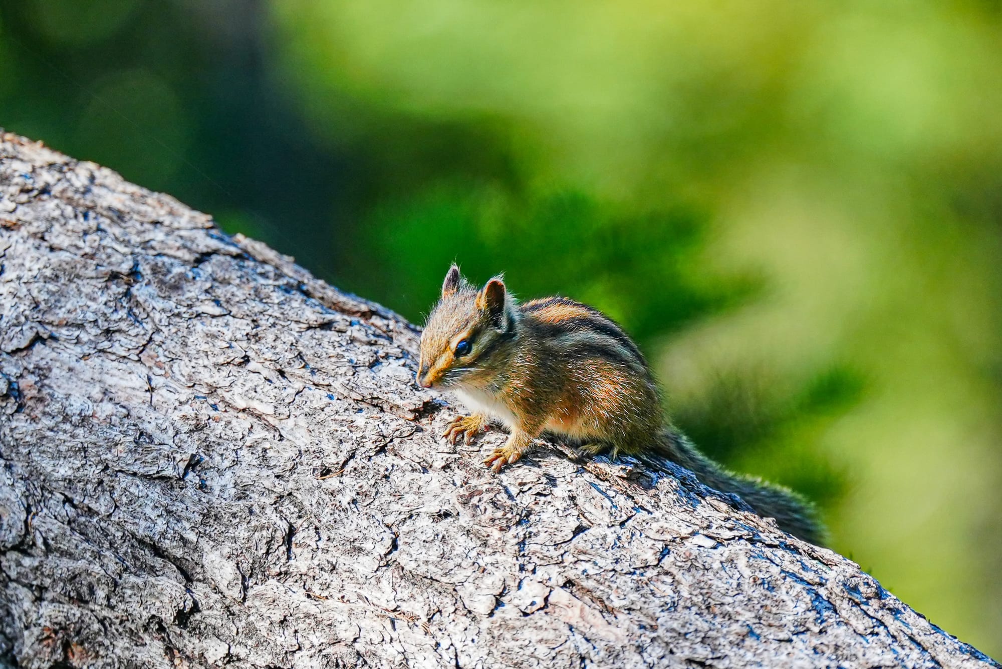 chipmunk