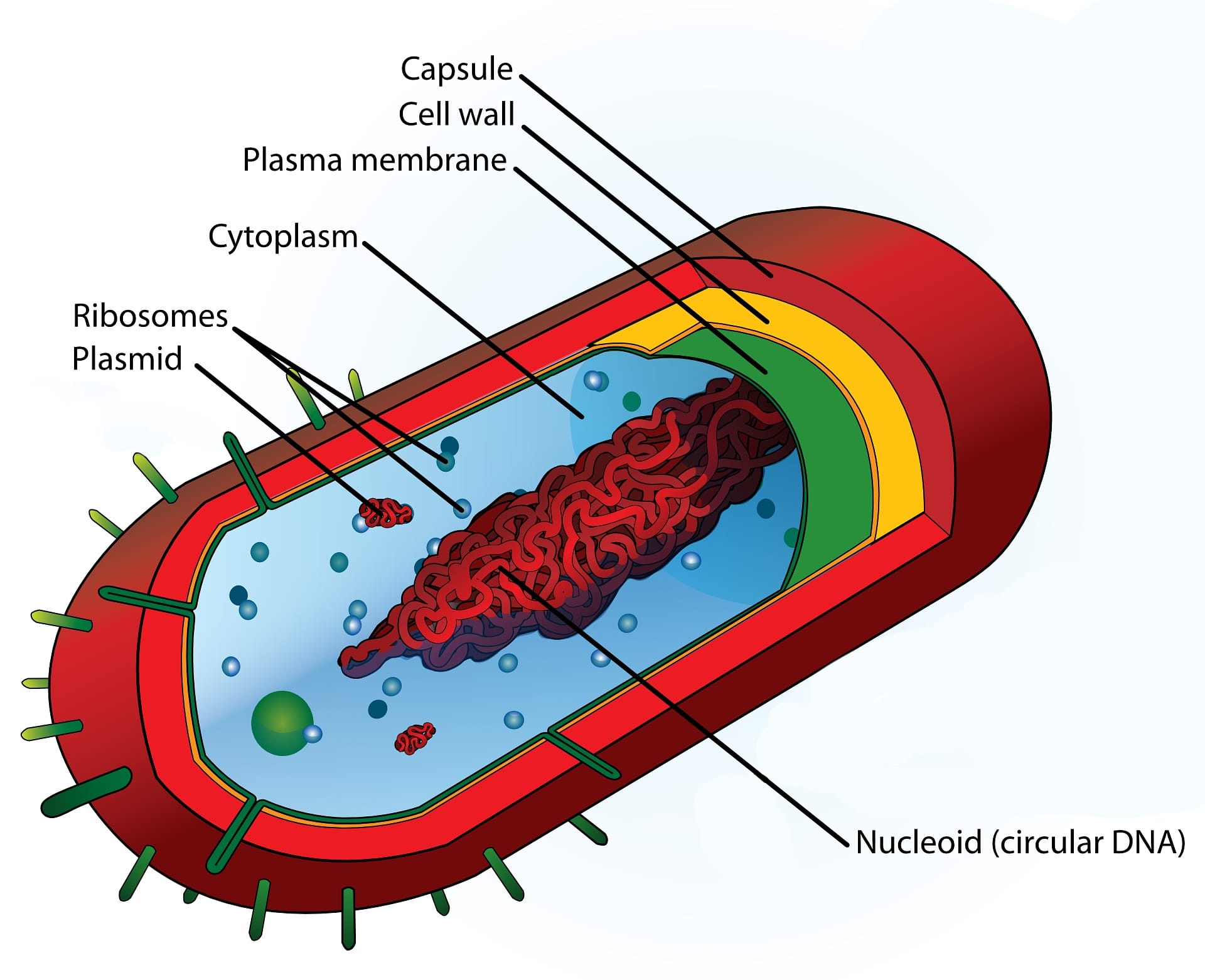 cell diagram