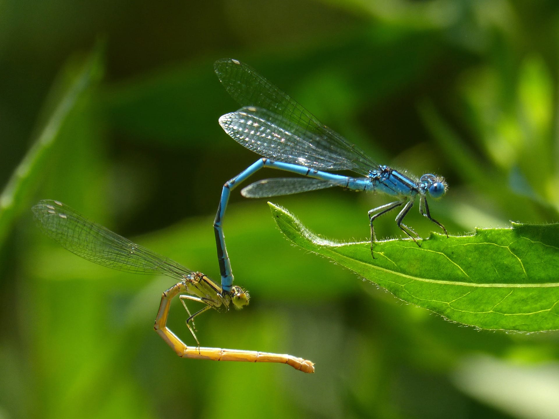 mating damselflies