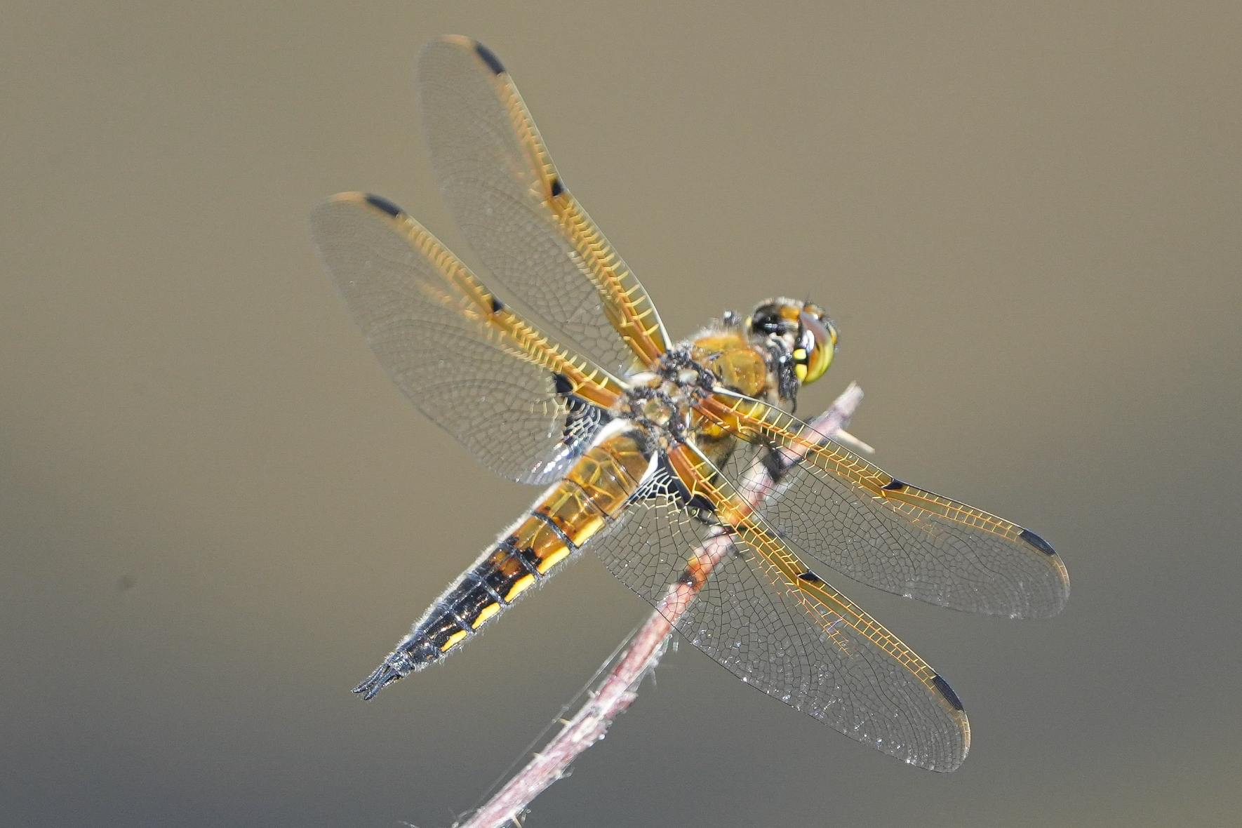 dragonfly