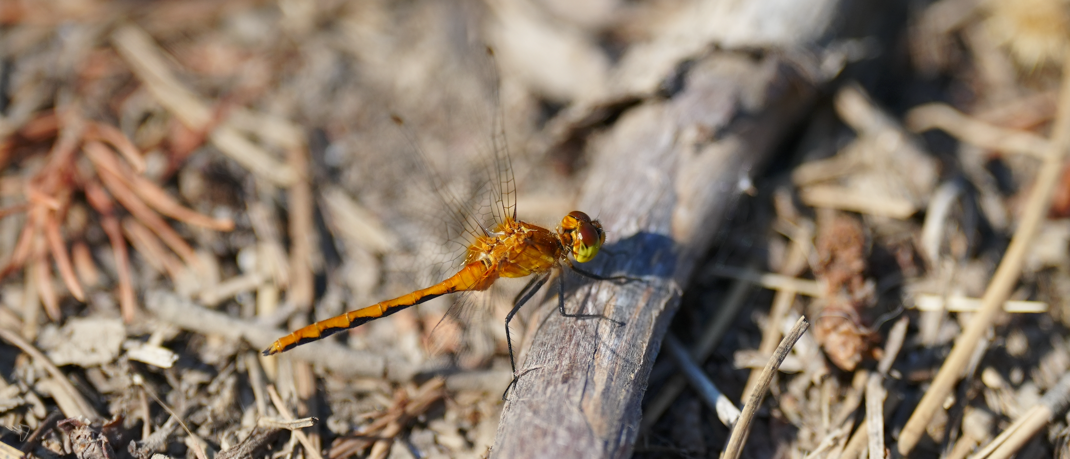dragonfly