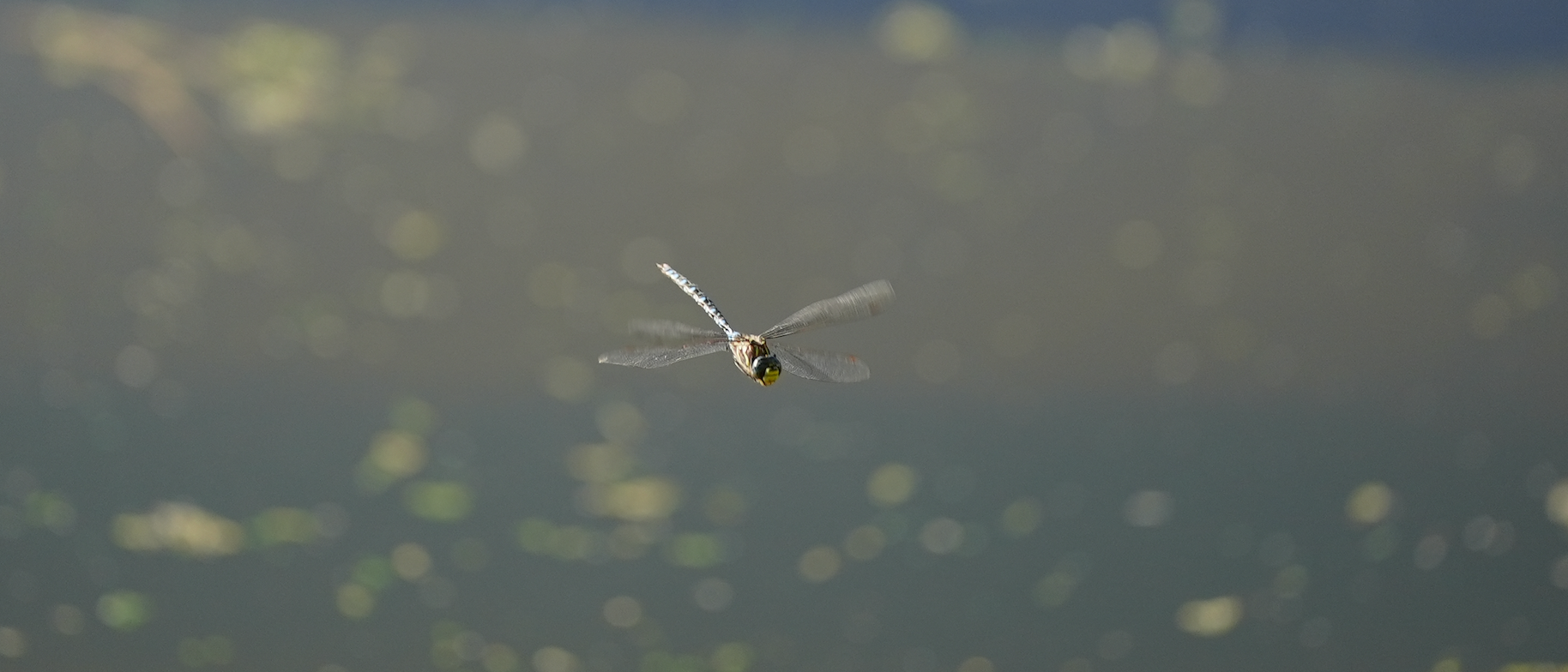 dragonfly in flight