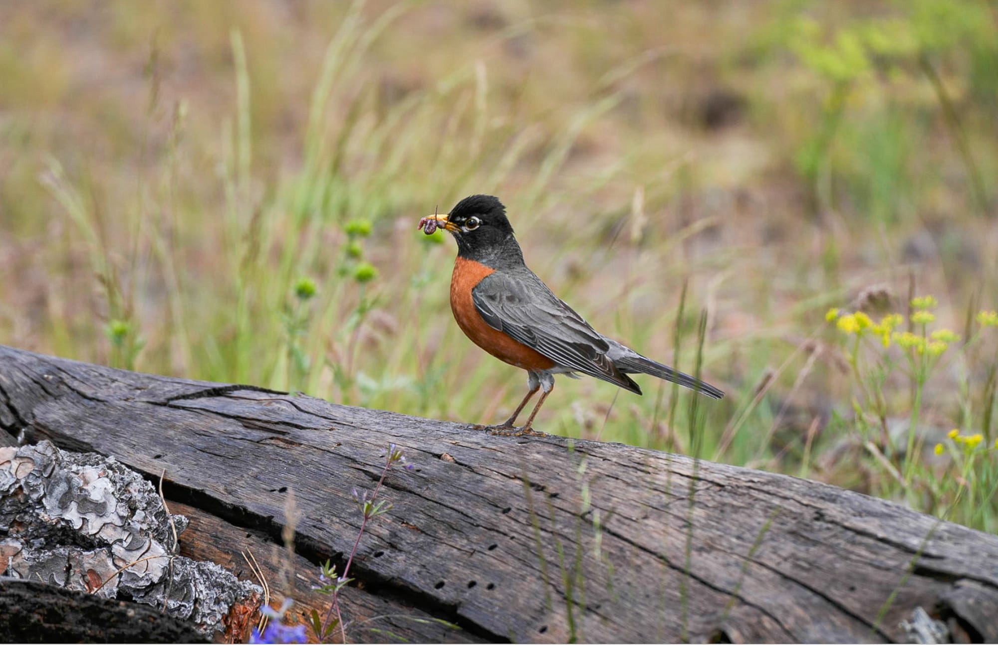 american robin